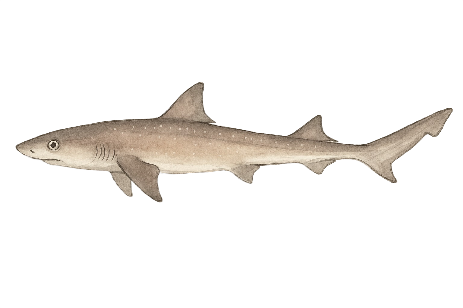 Smooth-hound